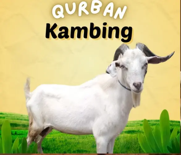 Kurban - Qurban Kambing  pulomerak cilegon