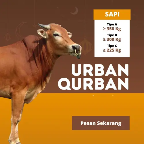 Kurban - Qurban Sapi  pulomerak cilegon